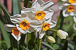 ������� �������� (Narcissus tazetta) Chinese Sacred Lily, ´Geranium´