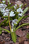 �������� ������� (Scilla mischtschenkoana) White Squill