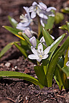 �������� ������� (Scilla mischtschenkoana) White Squill