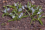 �������� ������� (Scilla mischtschenkoana) White Squill