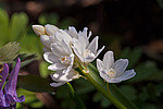 �������� �������������� (Puschkinia scilloides) Puschkinia