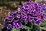 ����������� ������ / �������� ��������� (Saintpaulia hybrida) African violet