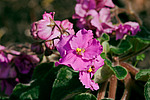 ����������� ������ / �������� ��������� (Saintpaulia hybrida) African violet