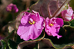 ����������� ������ / �������� ��������� (Saintpaulia hybrida) African violet