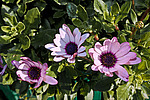 ������������ ������ (Osteospermum ecklonis) Cape Marguerite / Blue-and-white Daisybush