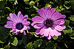 ������������ ������ (Osteospermum ecklonis) Cape Marguerite / Blue-and-white Daisybush