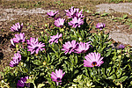 ������������ ������ (Osteospermum ecklonis) Cape Marguerite / Blue-and-white Daisybush
