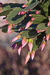 ������������� ������� (Rhipsalidopsis rosea) Pink Easter cactus