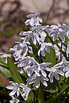 �������� ������� (Scilla mischtschenkoana) White Squill