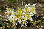 �������� ������ (Helleborus niger) Christmas rose / Black hellebore