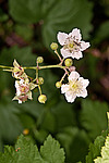 ������� (Rubus caesius) Blackberry
