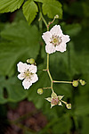 ������� (Rubus caesius) Blackberry