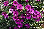������������ ������ (Osteospermum ecklonis) Cape Marguerite / Blue-and-white Daisybush