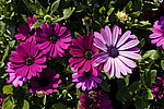 ������������ ������ (Osteospermum ecklonis) Cape Marguerite / Blue-and-white Daisybush