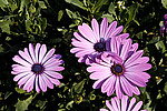 ������������ ������ (Osteospermum ecklonis) Cape Marguerite / Blue-and-white Daisybush