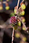 ���������� ����������� (Larix decidua) European larch