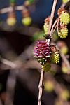���������� ����������� (Larix decidua) European larch