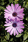 ������������ ������ (Osteospermum ecklonis) Cape Marguerite / Blue-and-white Daisybush