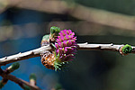 ���������� ����������� (Larix decidua) European larch