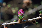 ���������� ����������� (Larix decidua) European larch