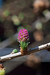 ���������� ����������� (Larix decidua) European larch