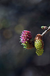 ���������� ����������� (Larix decidua) European larch