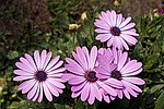 ������������ ������ (Osteospermum ecklonis) Cape Marguerite / Blue-and-white Daisybush
