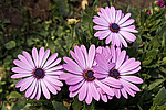 ������������ ������ (Osteospermum ecklonis) Cape Marguerite / Blue-and-white Daisybush