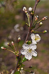 ����� ������ / ����� ������������ (Prunus cerasus) Sour cherry / Pie cherry