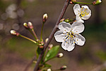 ����� ������ / ����� ������������ (Prunus cerasus) Sour cherry / Pie cherry