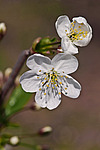 ����� ������ / ����� ������������ (Prunus cerasus) Sour cherry / Pie cherry