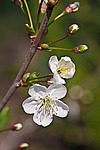 ����� ������ / ����� ������������ (Prunus cerasus) Sour cherry / Pie cherry