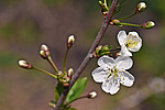 ����� ������ / ����� ������������ (Prunus cerasus) Sour cherry / Pie cherry