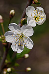 ����� ������ / ����� ������������ (Prunus cerasus) Sour cherry / Pie cherry