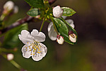 ����� ������ / ����� ������������ (Prunus cerasus) Sour cherry / Pie cherry