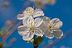 ����� ������ / ����� ������������ (Prunus cerasus) Sour cherry / Pie cherry