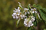 ���� ���������� (Amelanchier spicata) Thicket Shadbush / Low Juneberry