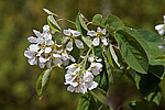 ���� ���������� (Amelanchier spicata) Thicket Shadbush / Low Juneberry