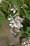 ���� ���������� (Amelanchier spicata) Thicket Shadbush / Low Juneberry
