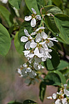 ���� ���������� (Amelanchier spicata) Thicket Shadbush / Low Juneberry