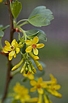 ��������� ���������� (Ribes aureum) Buffalo Currant / Clove Currant / Golden Currant
