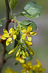 ��������� ���������� (Ribes aureum) Buffalo Currant / Clove Currant / Golden Currant