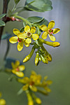 ��������� ���������� (Ribes aureum) Buffalo Currant / Clove Currant / Golden Currant