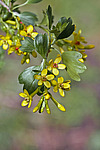 ��������� ���������� (Ribes aureum) Buffalo Currant / Clove Currant / Golden Currant