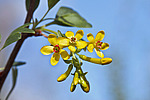 ��������� ���������� (Ribes aureum) Buffalo Currant / Clove Currant / Golden Currant