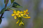 ��������� ���������� (Ribes aureum) Buffalo Currant / Clove Currant / Golden Currant
