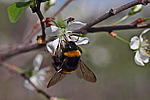 ����� ������ / ����� ������������ (Prunus cerasus) Sour cherry / Pie cherry