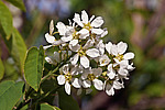 ���� ���������� (Amelanchier spicata) Thicket Shadbush / Low Juneberry