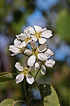 ���� ���������� (Amelanchier spicata) Thicket Shadbush / Low Juneberry