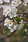 ����� ������ / ����� ������������ (Prunus cerasus) Sour cherry / Pie cherry
